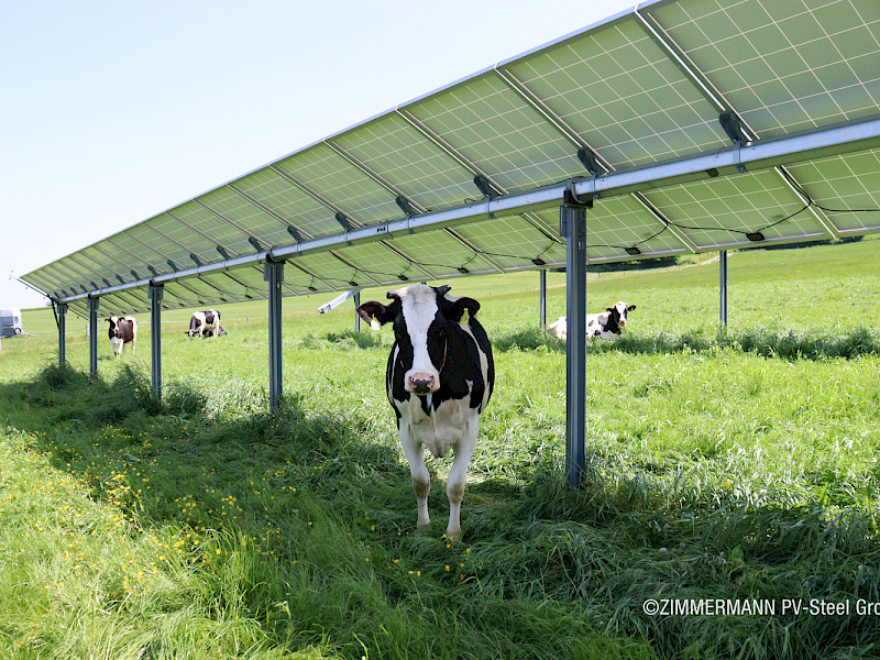 Eine Kuh auf der Wiese